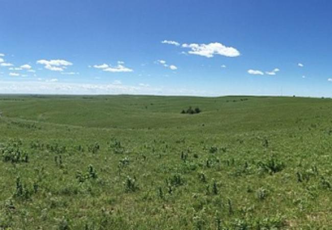 Emporia Kansas grassland. Wikimedia.